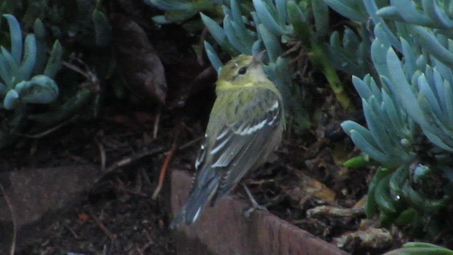 Bay-breasted Warbler - ML645301954
