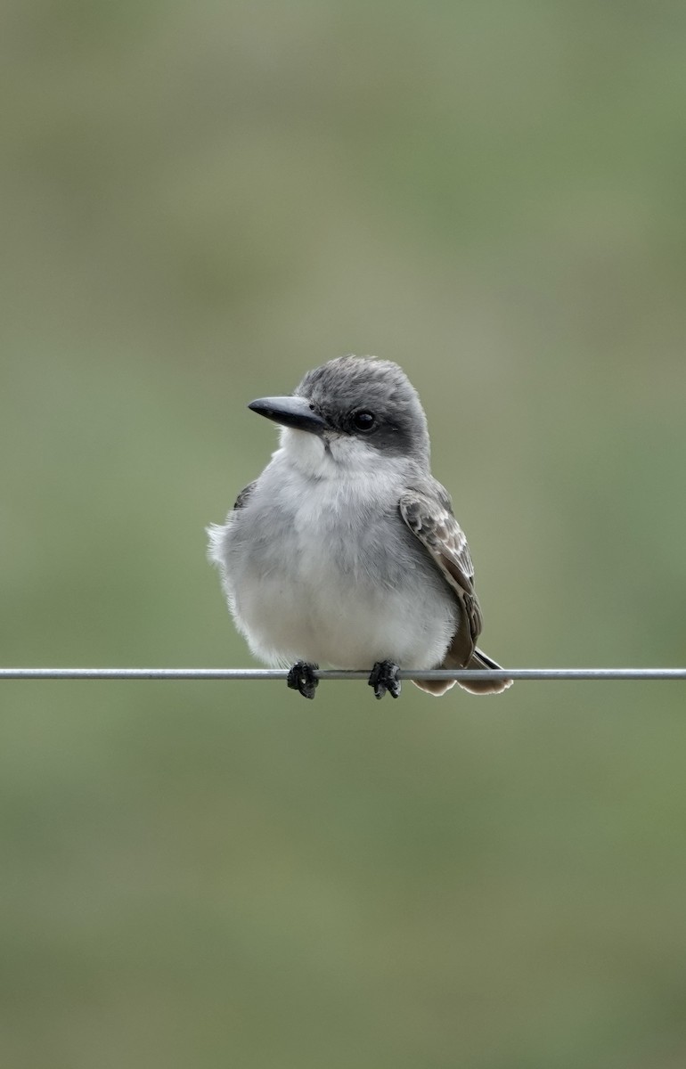 Gray Kingbird - ML645301956