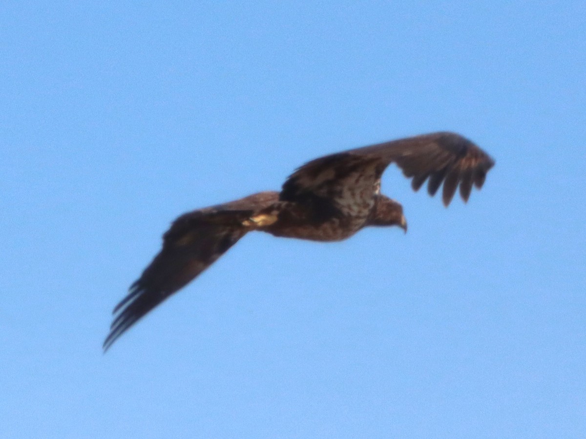 Bald Eagle - ML645301957