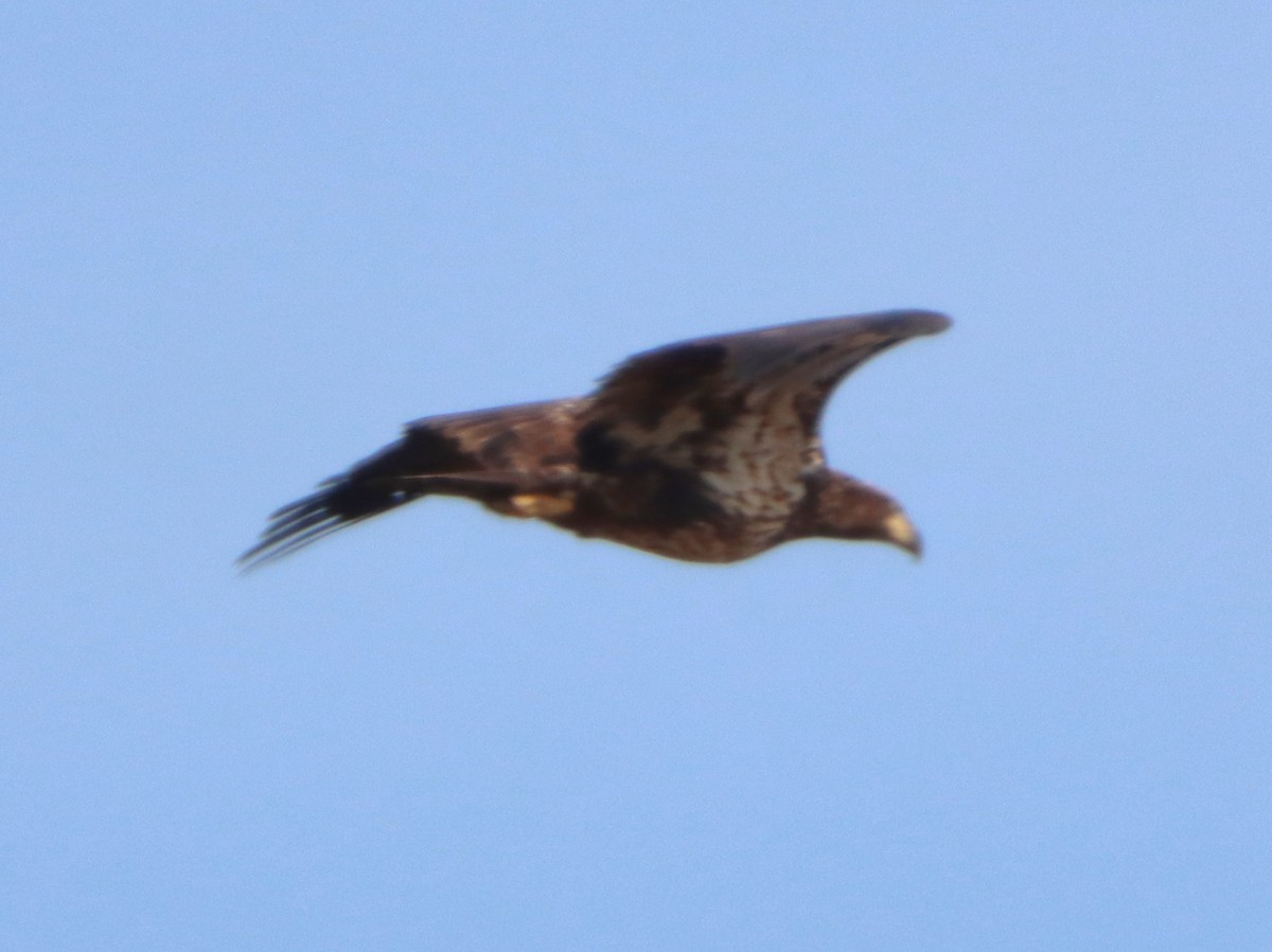 Bald Eagle - ML645301959