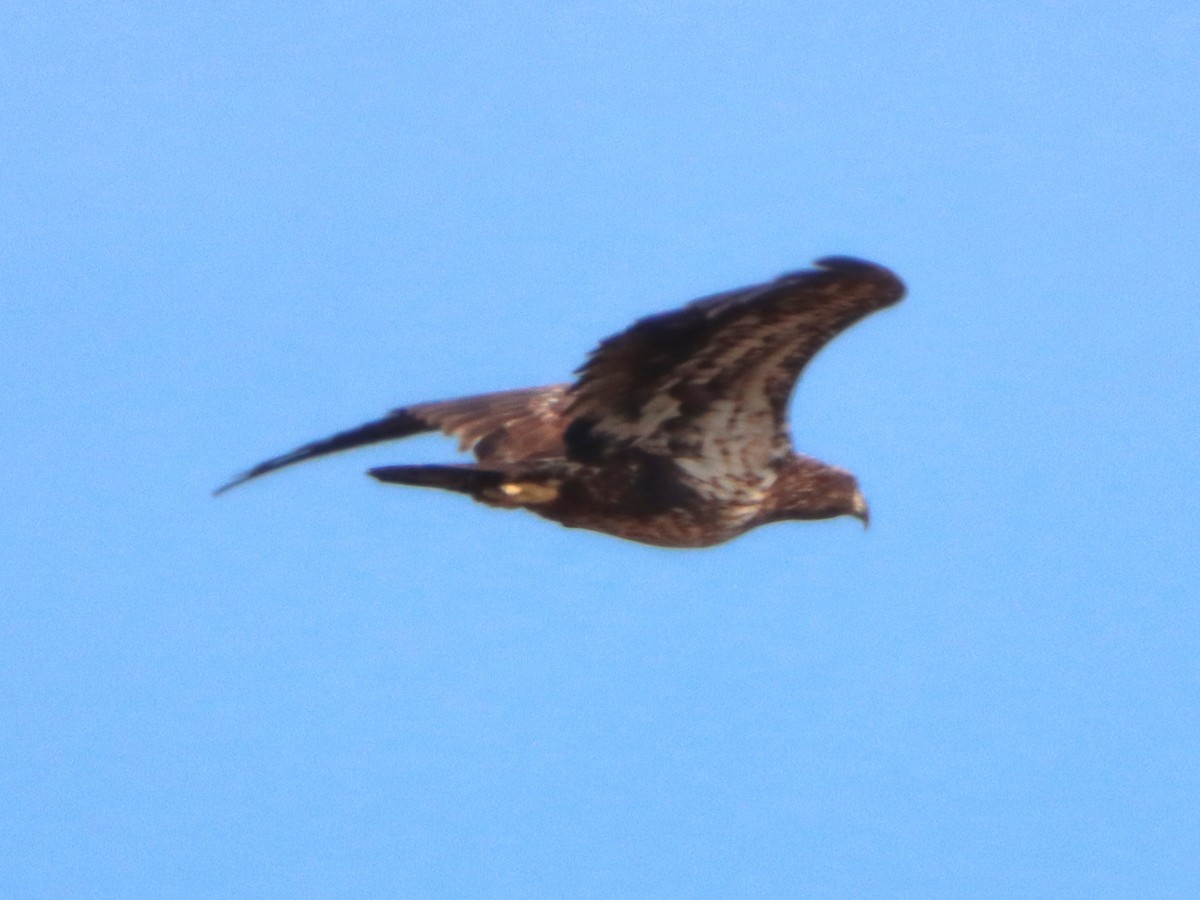 Bald Eagle - ML645301960