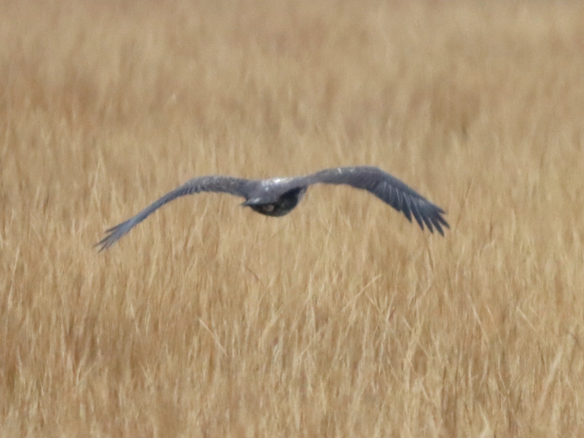 Bald Eagle - ML645301962