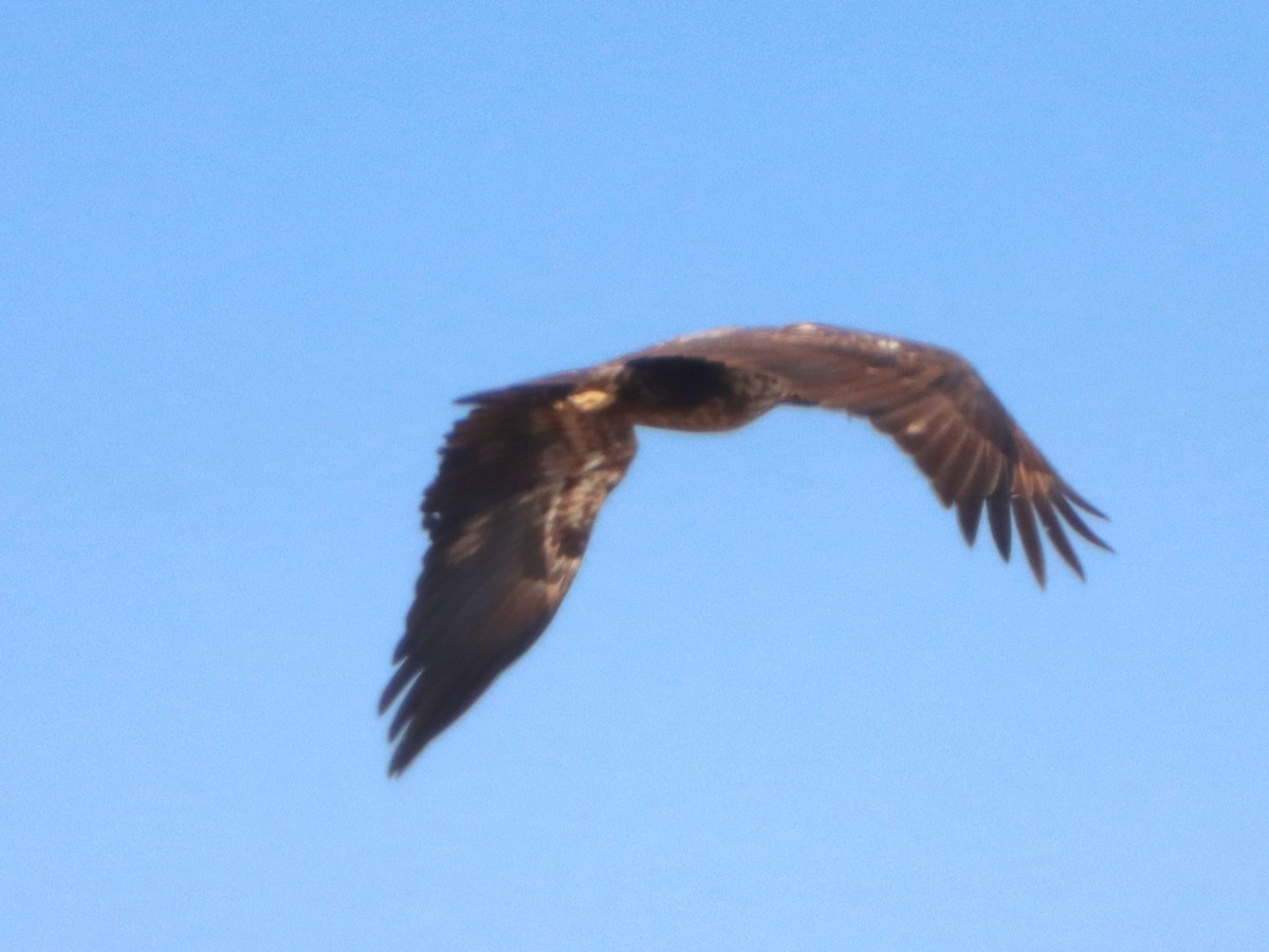Bald Eagle - ML645301964