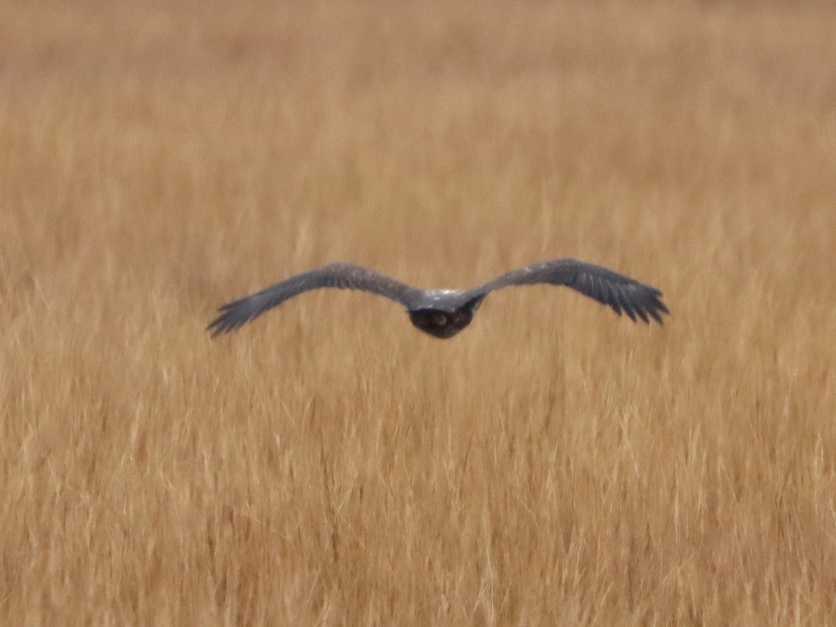 Bald Eagle - ML645301965