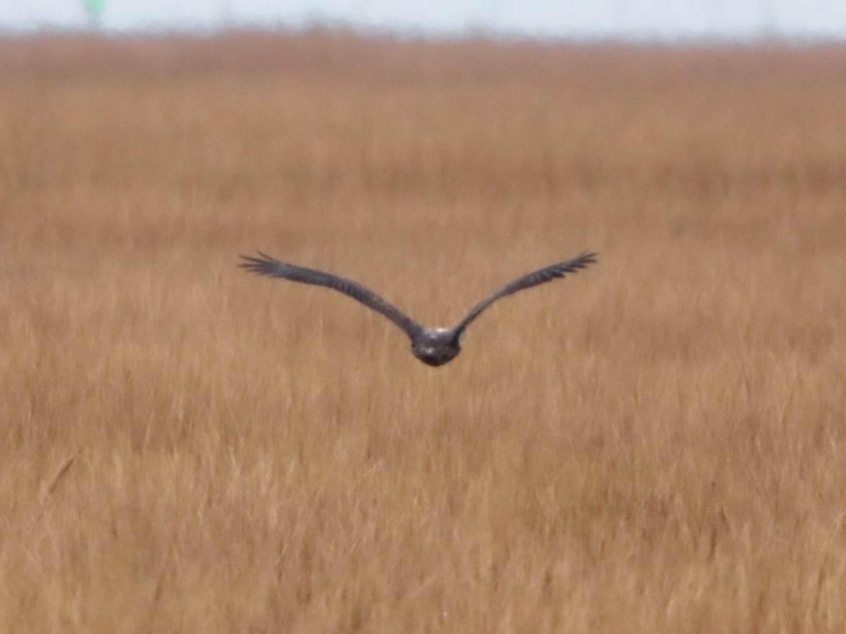 Bald Eagle - ML645301966