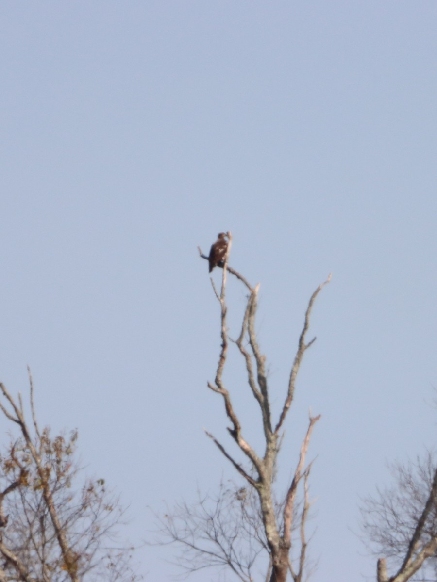 Bald Eagle - ML645301967