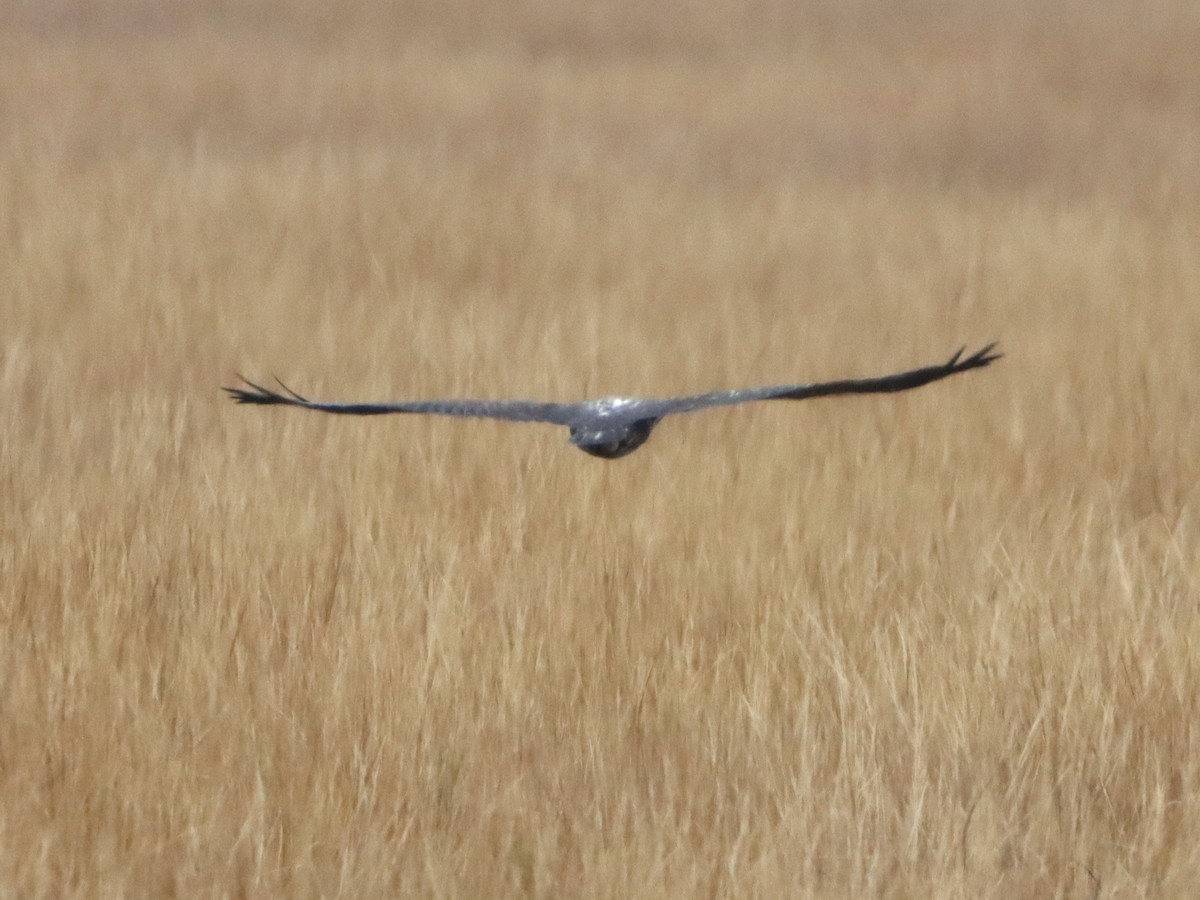 Bald Eagle - ML645301968