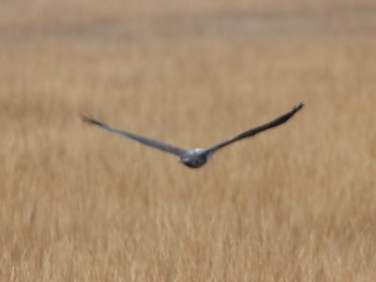 Bald Eagle - ML645301970