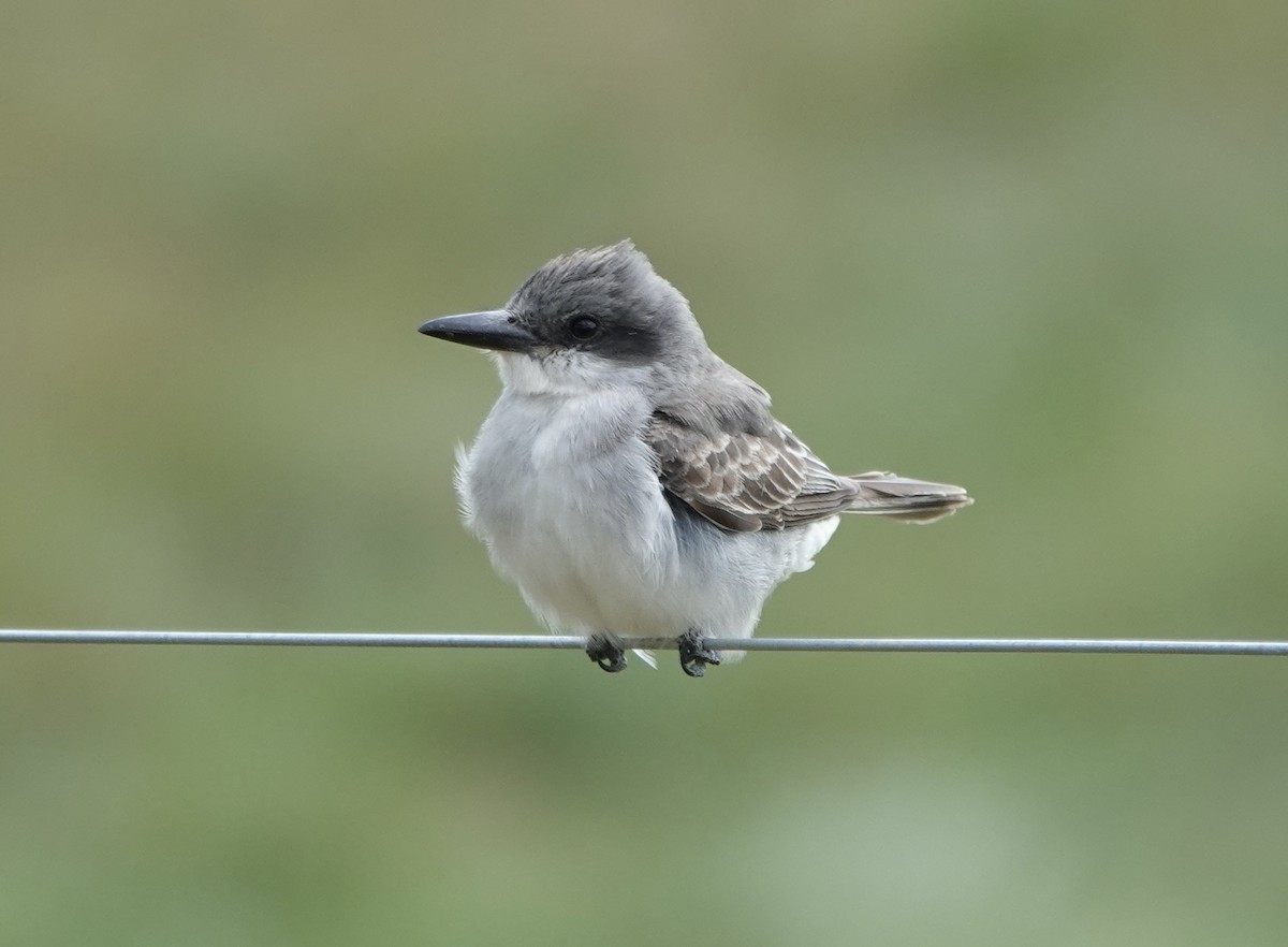 Gray Kingbird - ML645301971