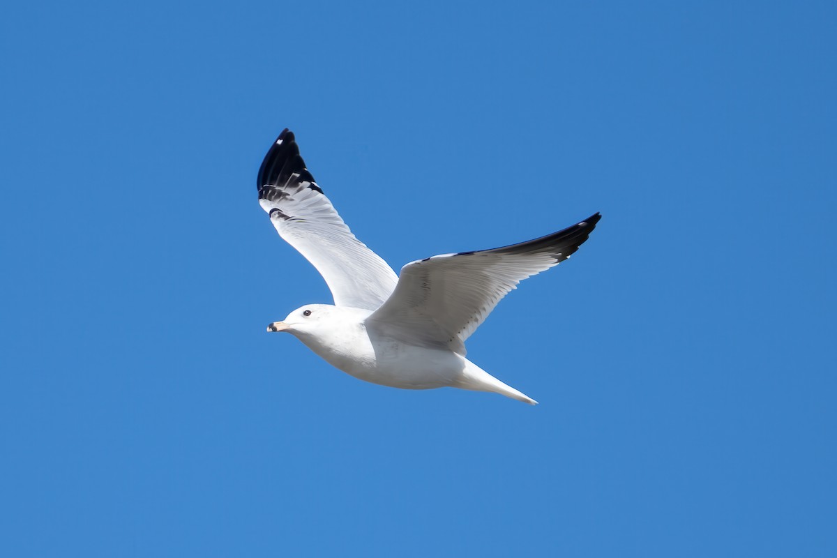 Halkalı Martı - ML645301982