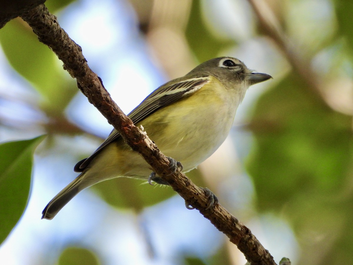 eremittvireo - ML645301984