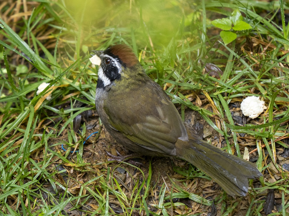 beltetovi - ML645301985