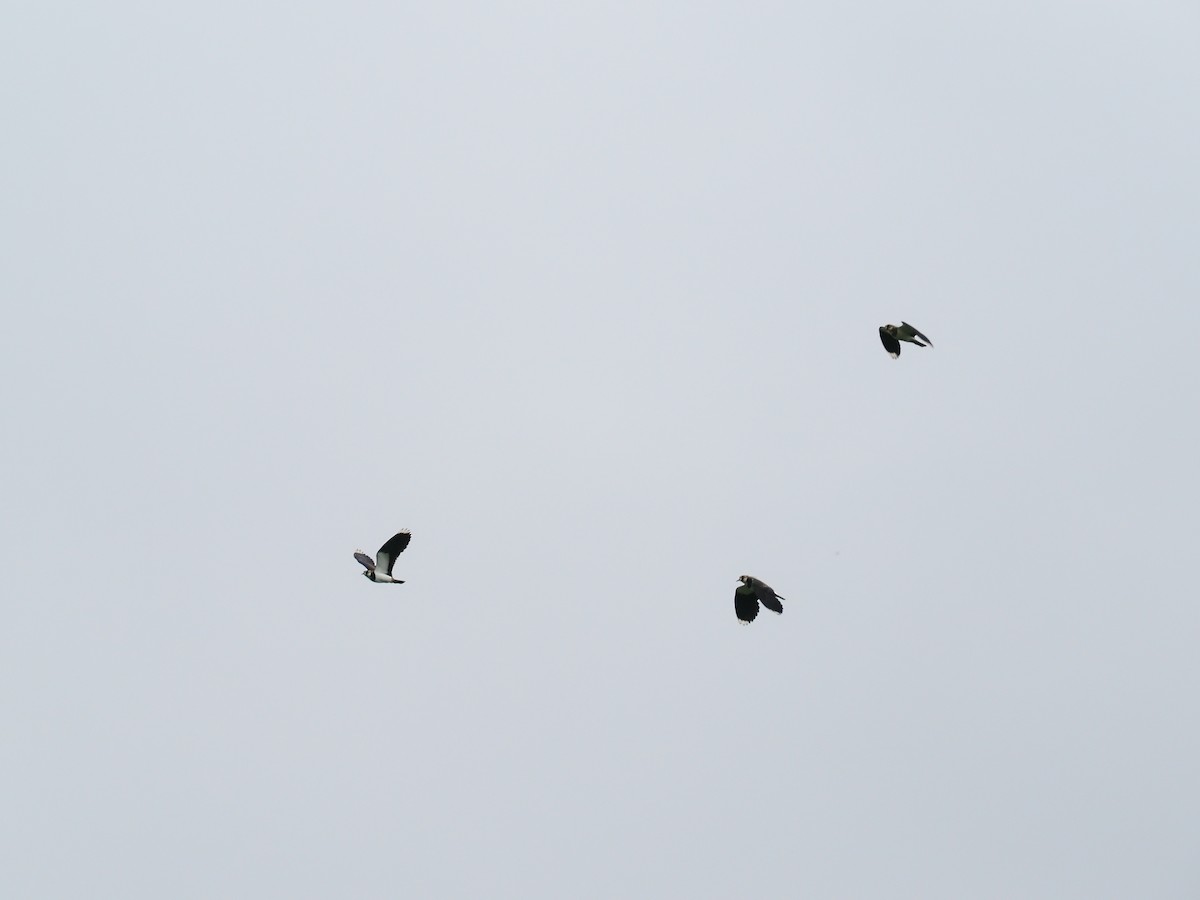 Northern Lapwing - ML645301986