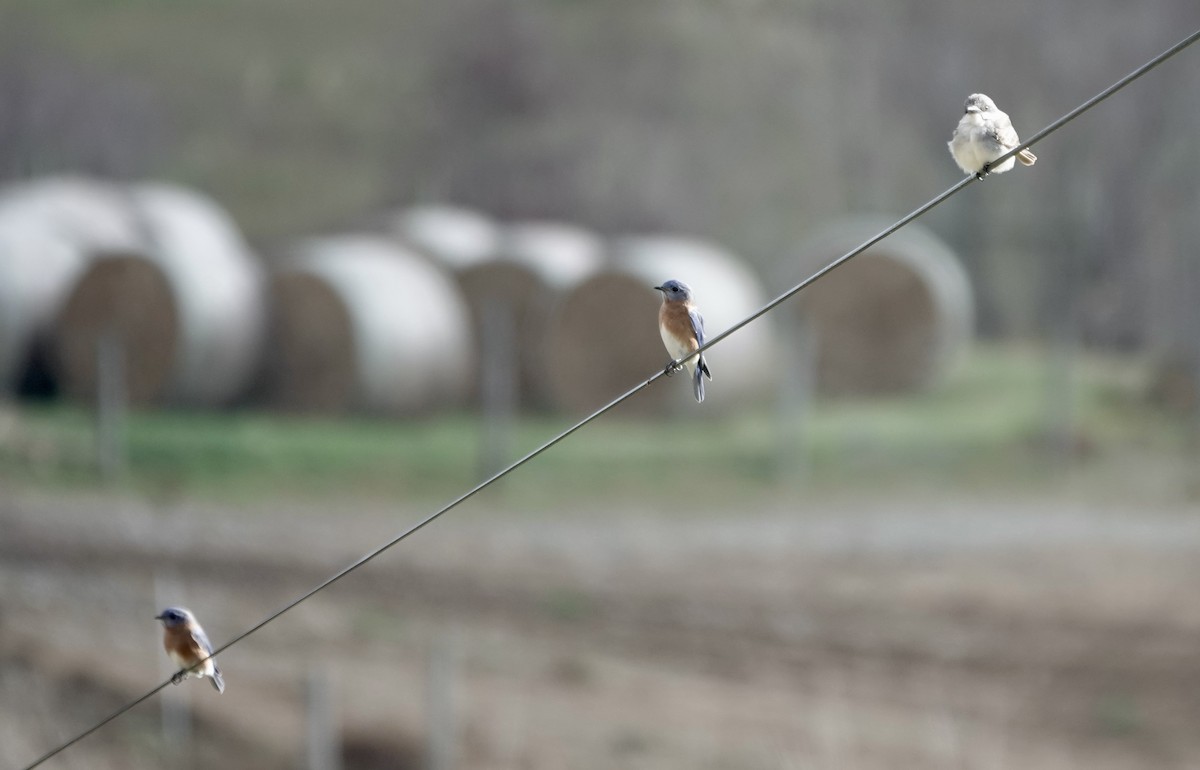 Eastern Bluebird - ML645301988