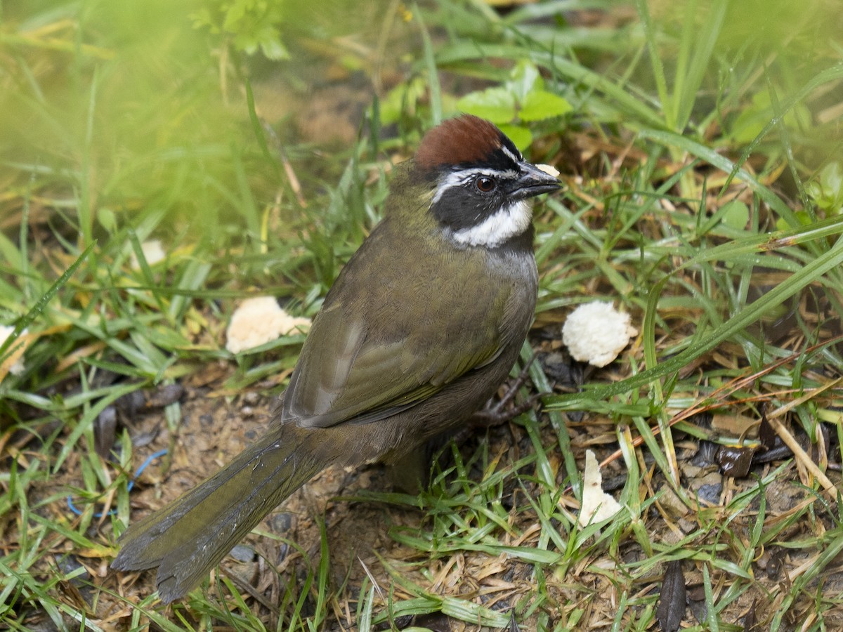 beltetovi - ML645301992