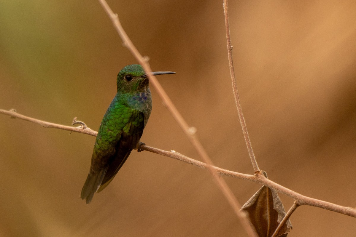 Blue-chested Hummingbird - ML645301994