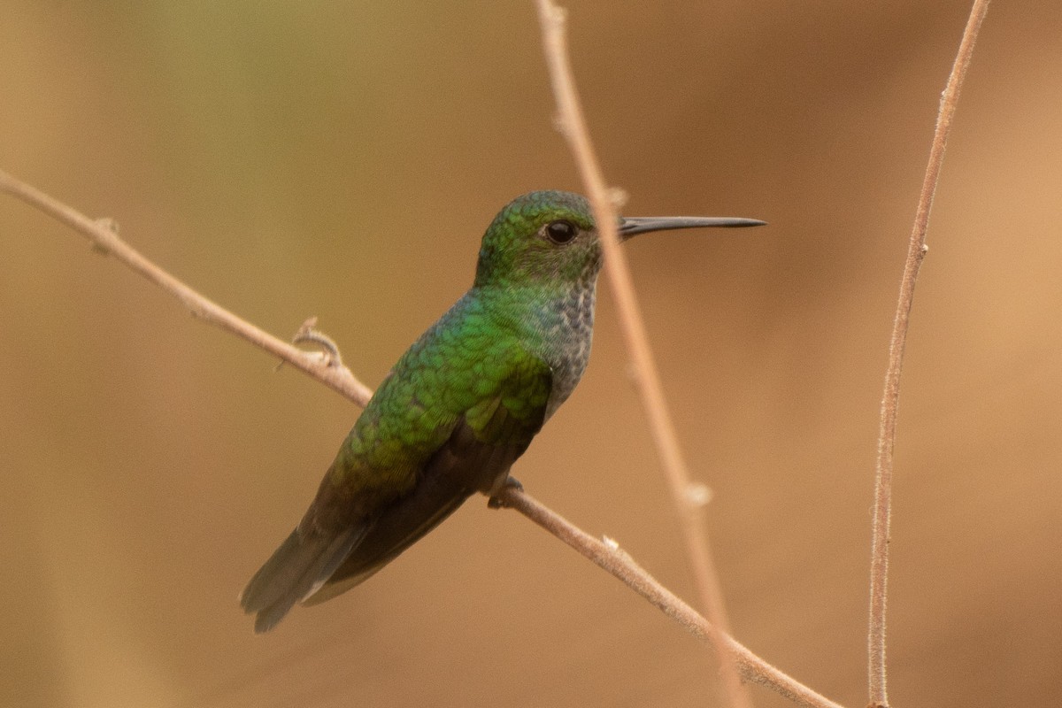 Blue-chested Hummingbird - ML645301995