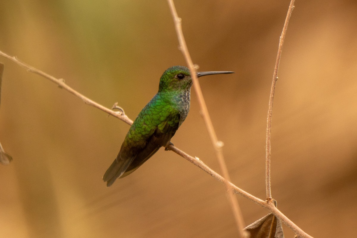 Blue-chested Hummingbird - ML645301996
