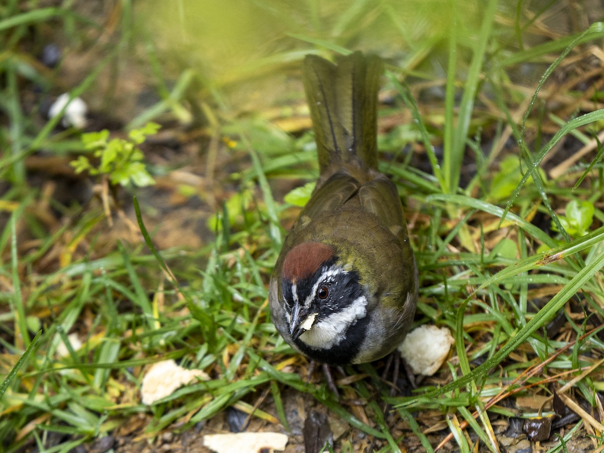 beltetovi - ML645301998