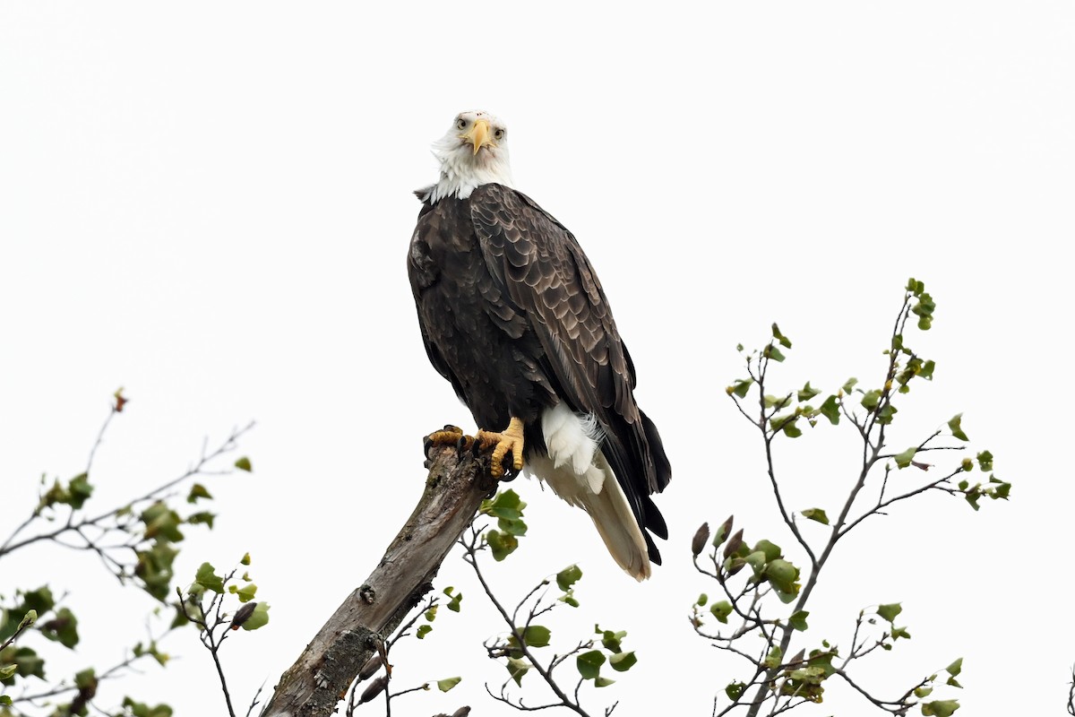 Bald Eagle - ML645302001
