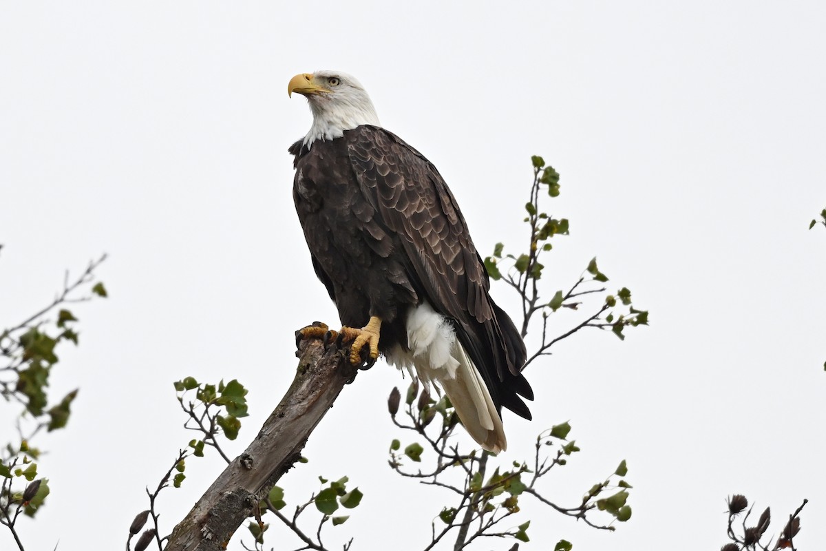 Bald Eagle - ML645302002