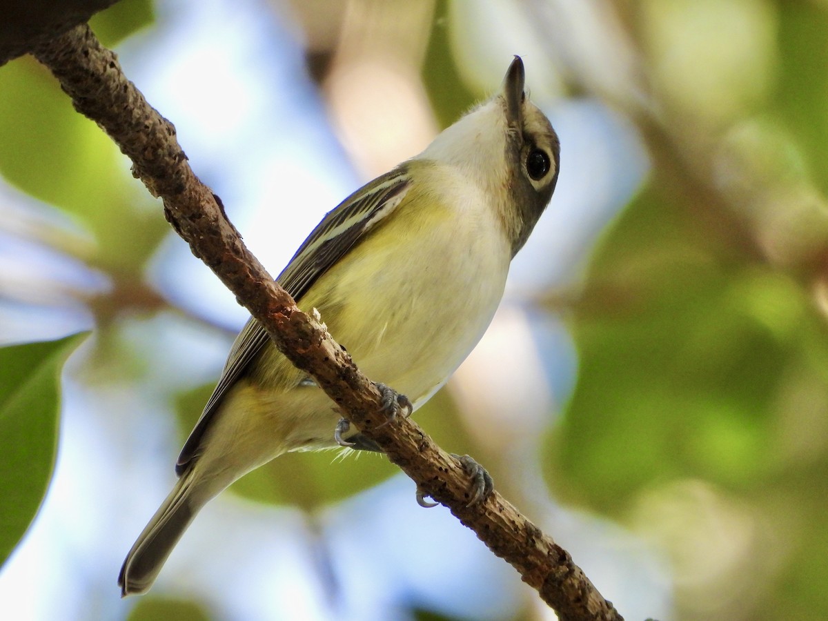eremittvireo - ML645302005