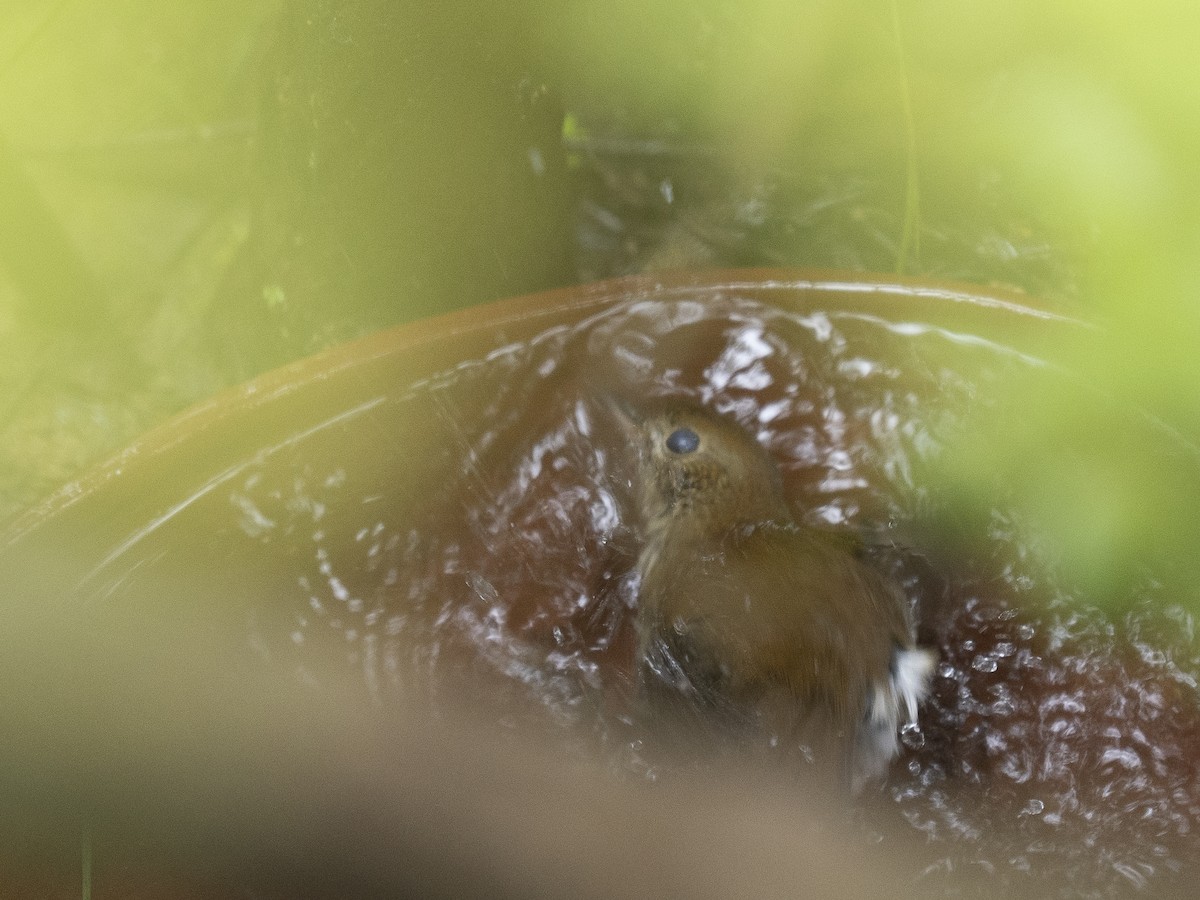 Russet Nightingale-Thrush - ML645302008