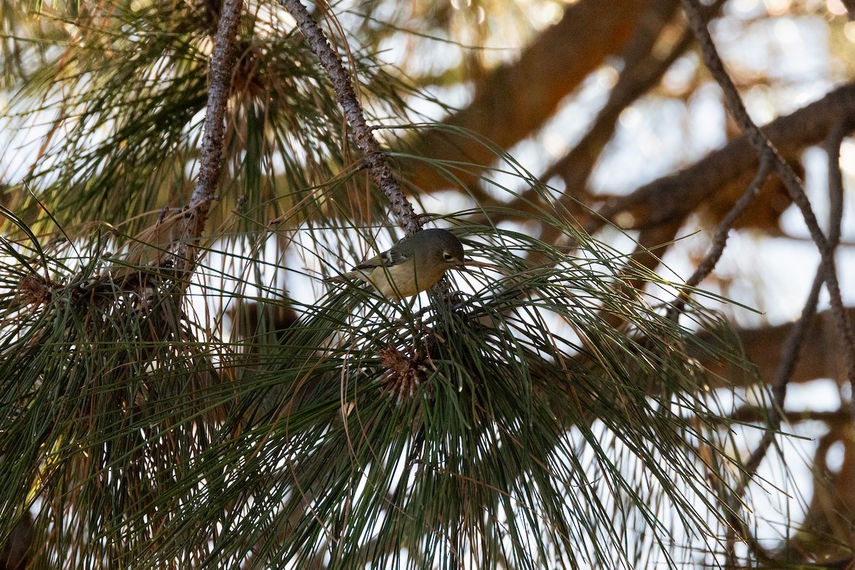 Ruby-crowned Kinglet - ML645302018