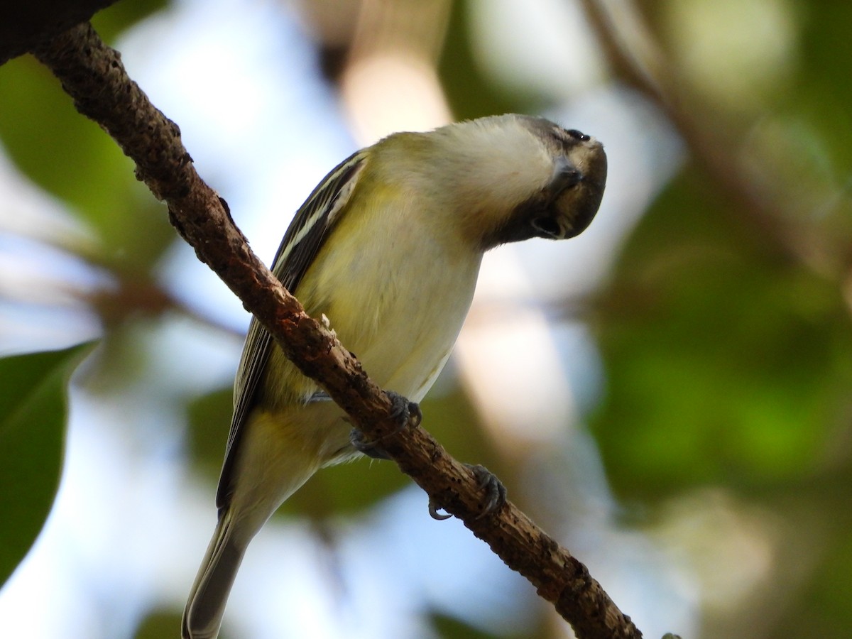 eremittvireo - ML645302021