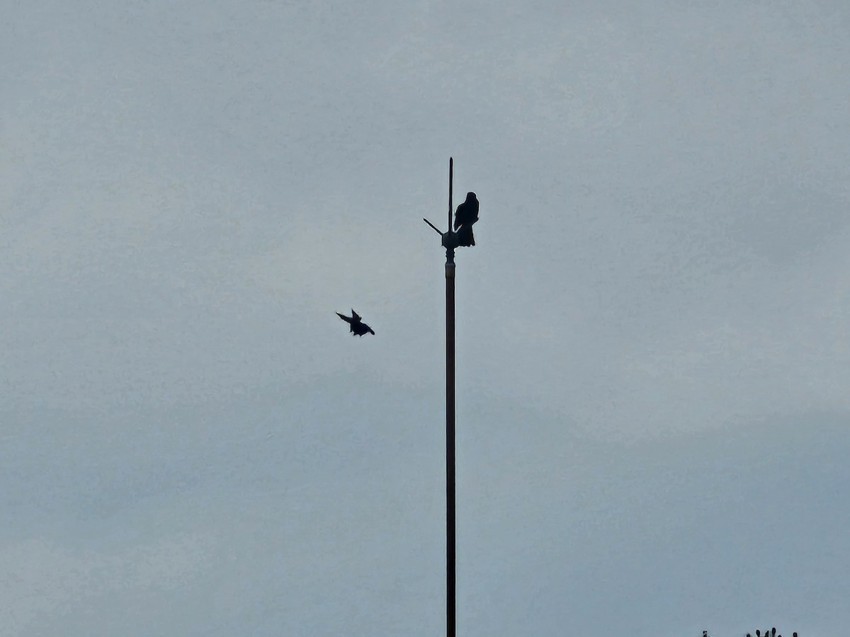 Black Drongo - ML645302025