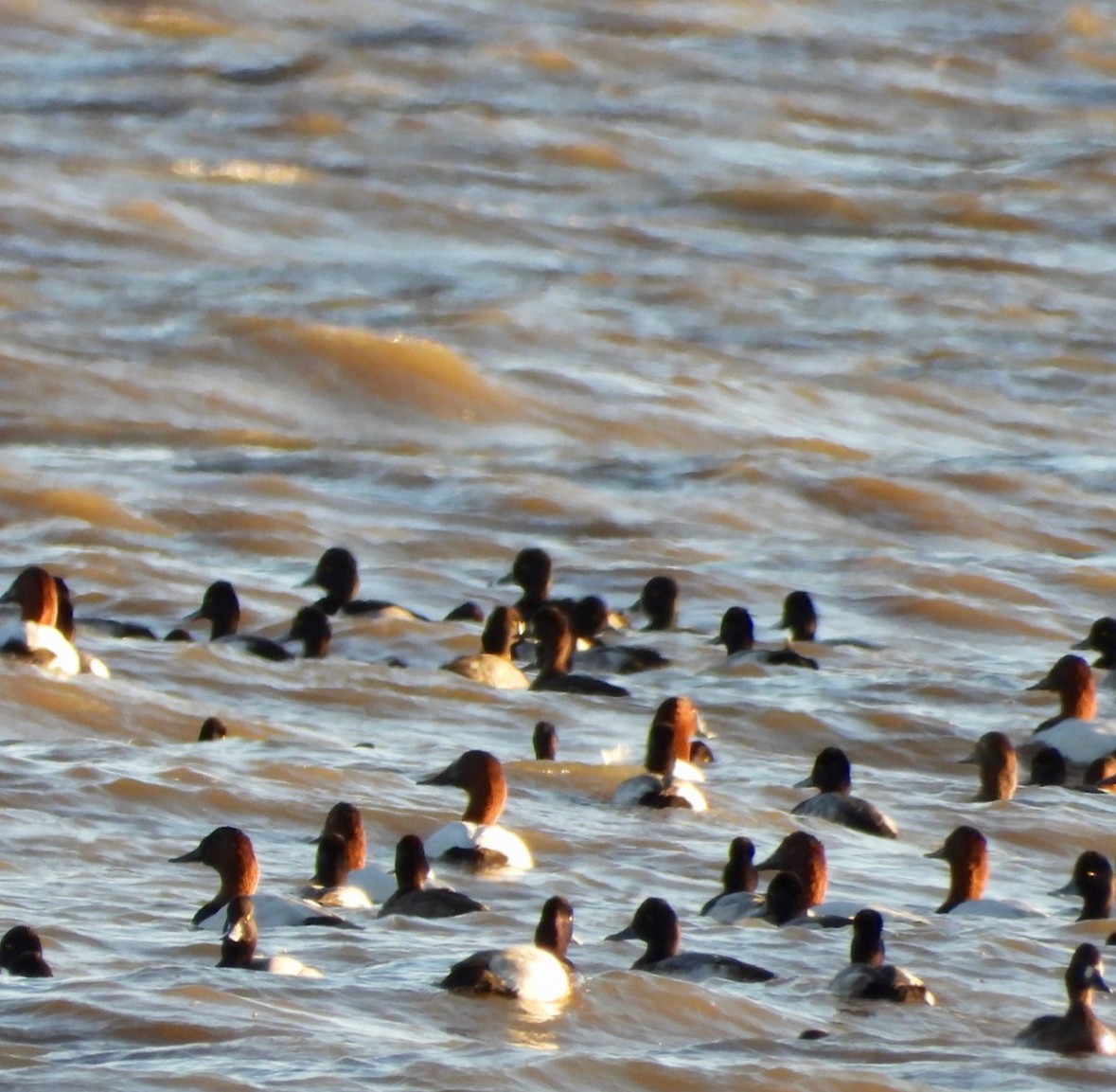 Canvasback - ML645302028