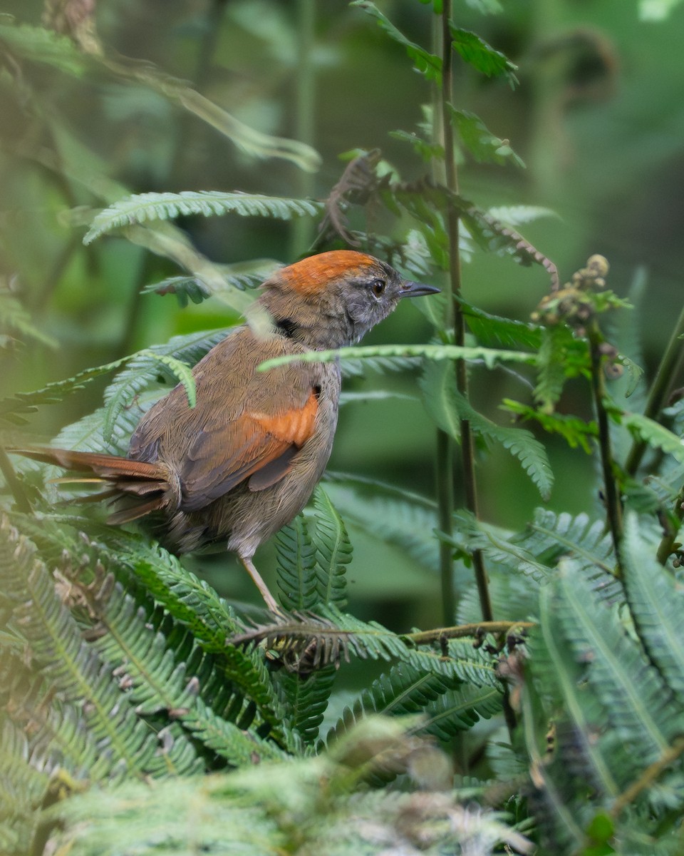 ミヤマオナガカマドドリ - ML645302029
