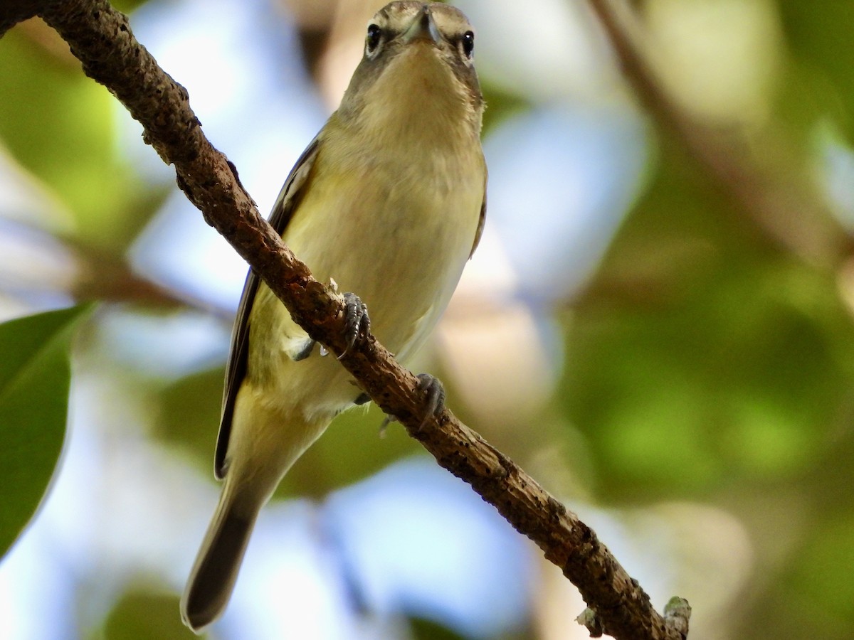 eremittvireo - ML645302031