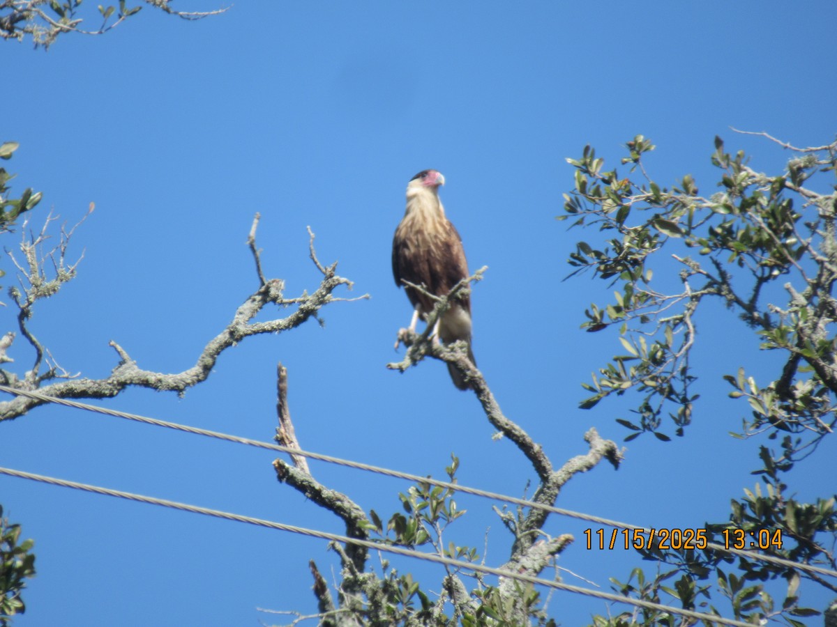 Schopfkarakara (Nordkarakara) - ML645302035