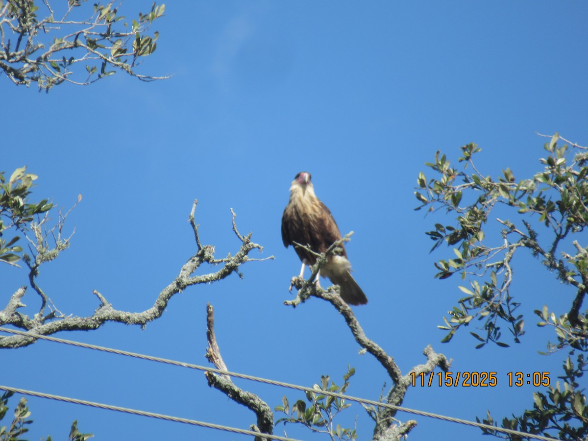 Schopfkarakara (Nordkarakara) - ML645302036