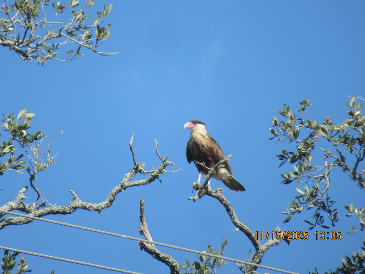 Schopfkarakara (Nordkarakara) - ML645302038