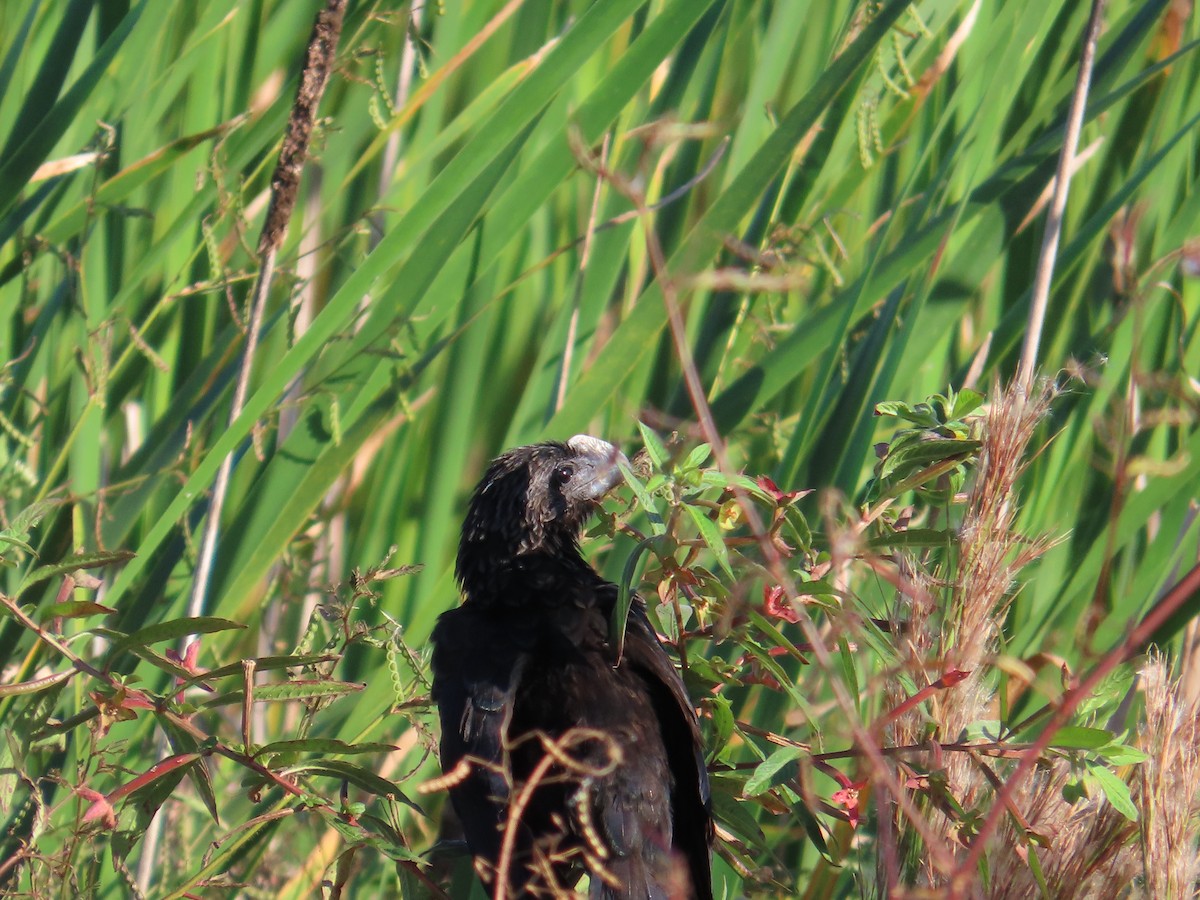 Smooth-billed Ani - ML645302044