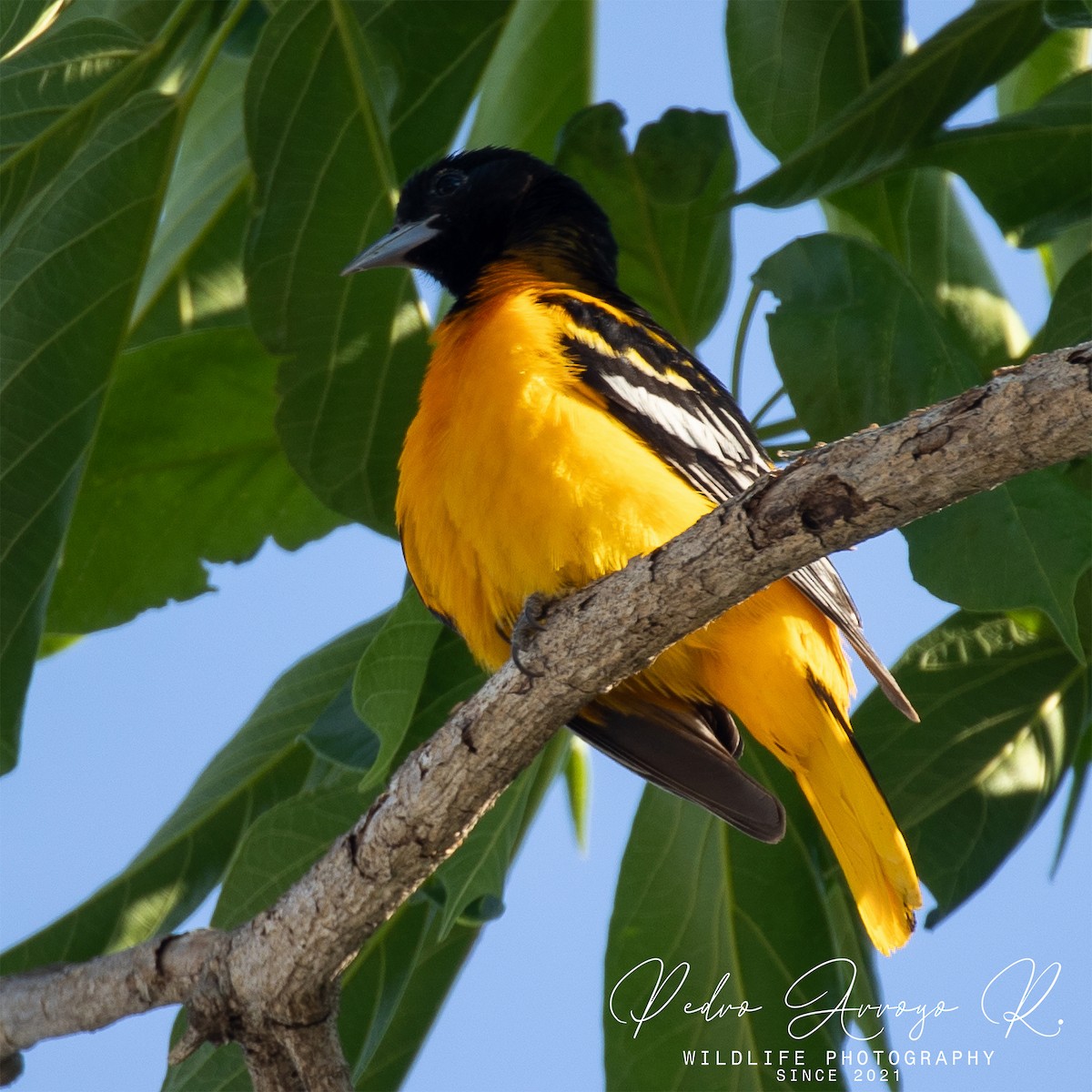 Балтиморский трупиал - ML645302055