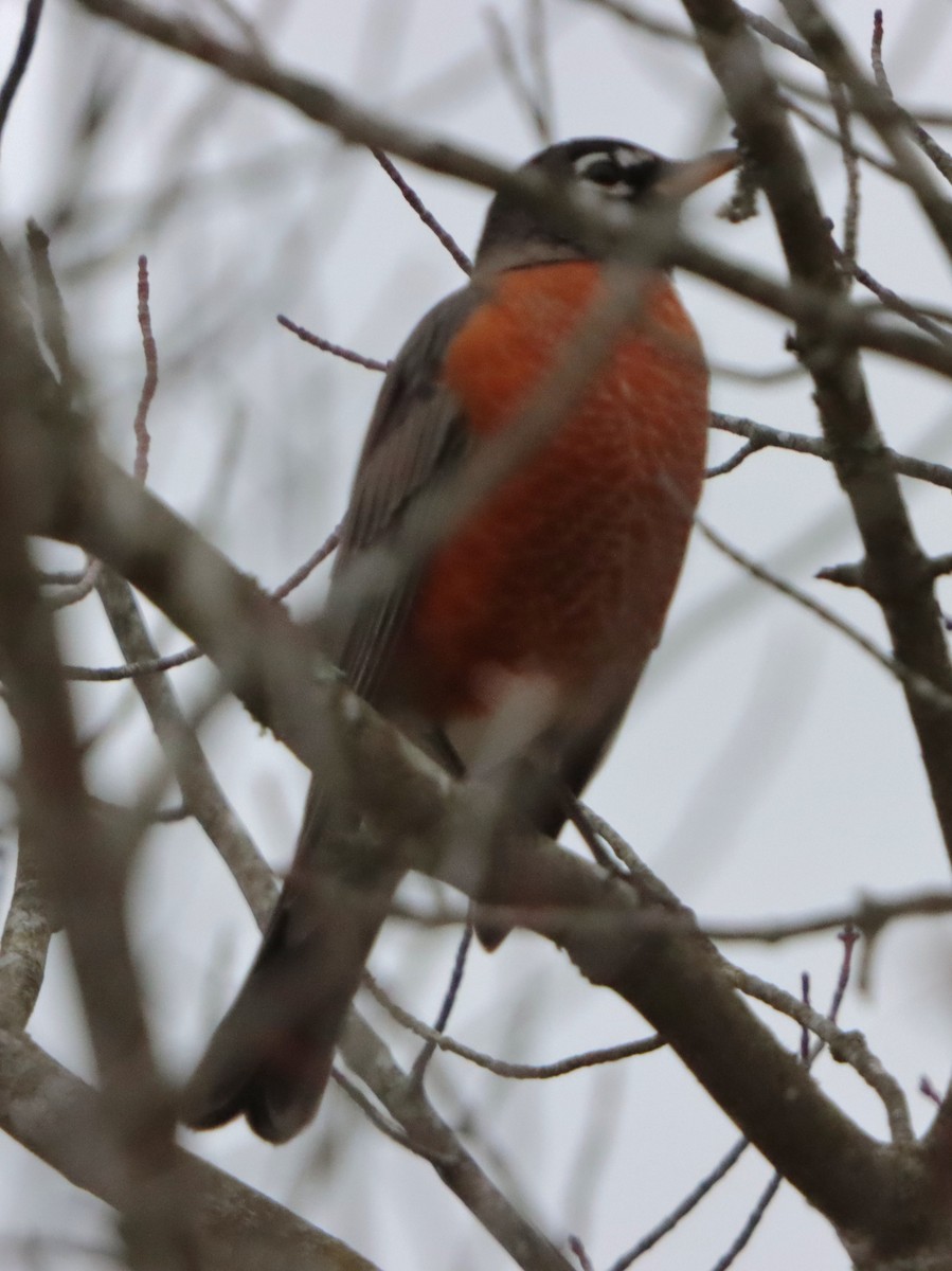 コマツグミ - ML645302056