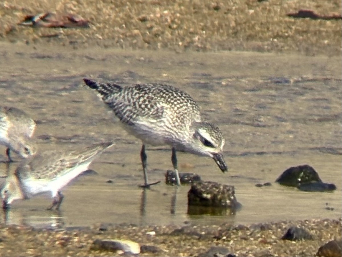 Pacific Golden-Plover - ML645302058