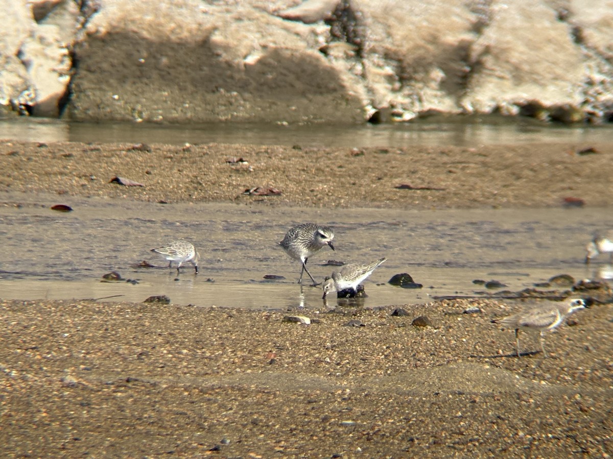Pacific Golden-Plover - ML645302059