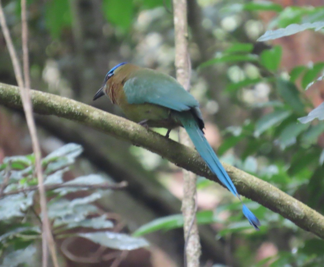 Lesson Motmotu - ML645302065