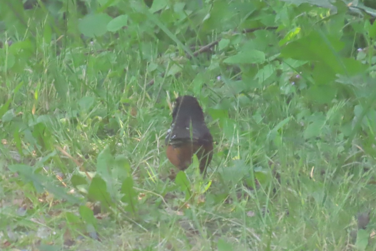 Spotted Towhee - ML645302069