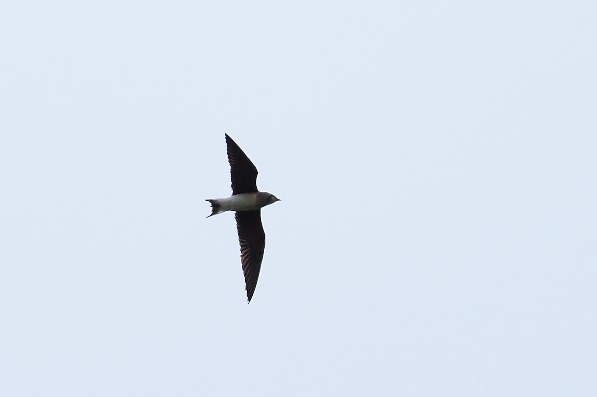 Oriental Pratincole - ML645302071