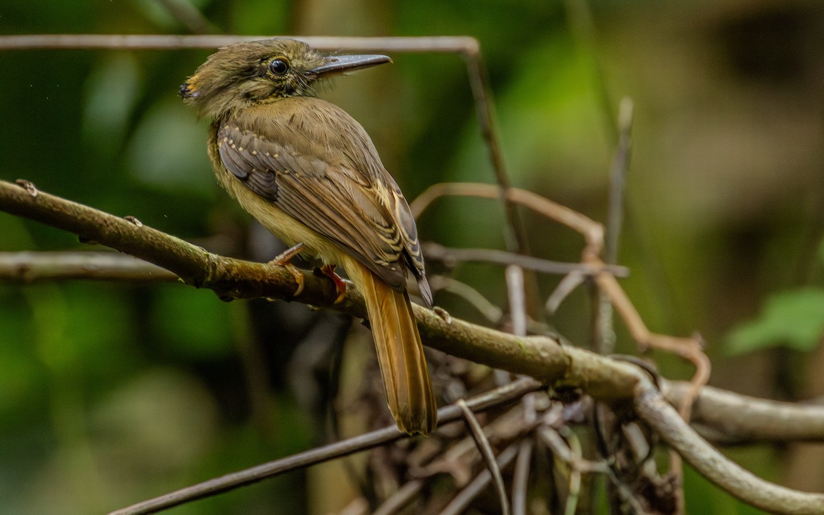 Tropical Royal Flycatcher - ML645302073