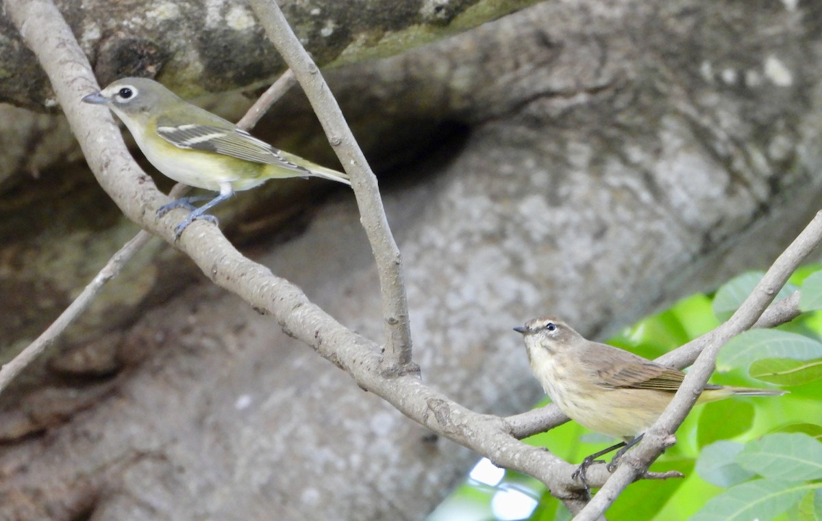 eremittvireo - ML645302077