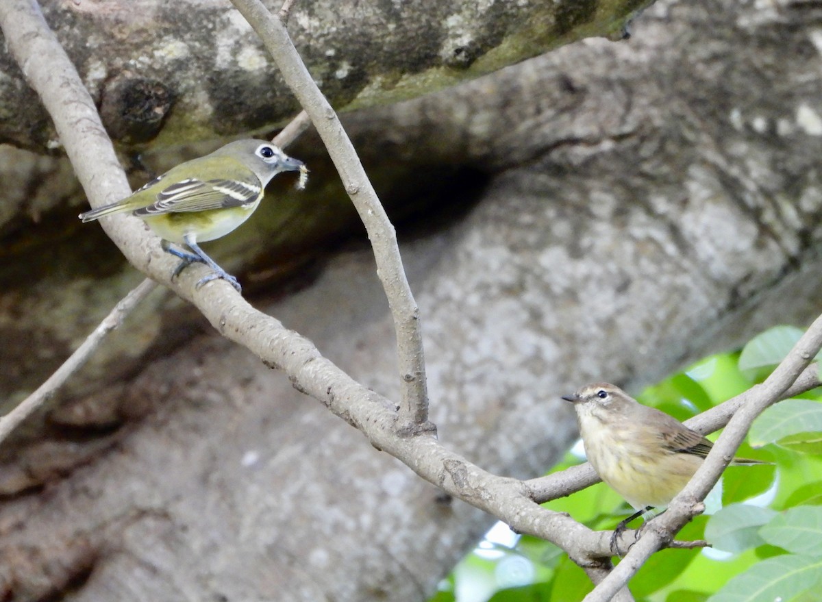 eremittvireo - ML645302078