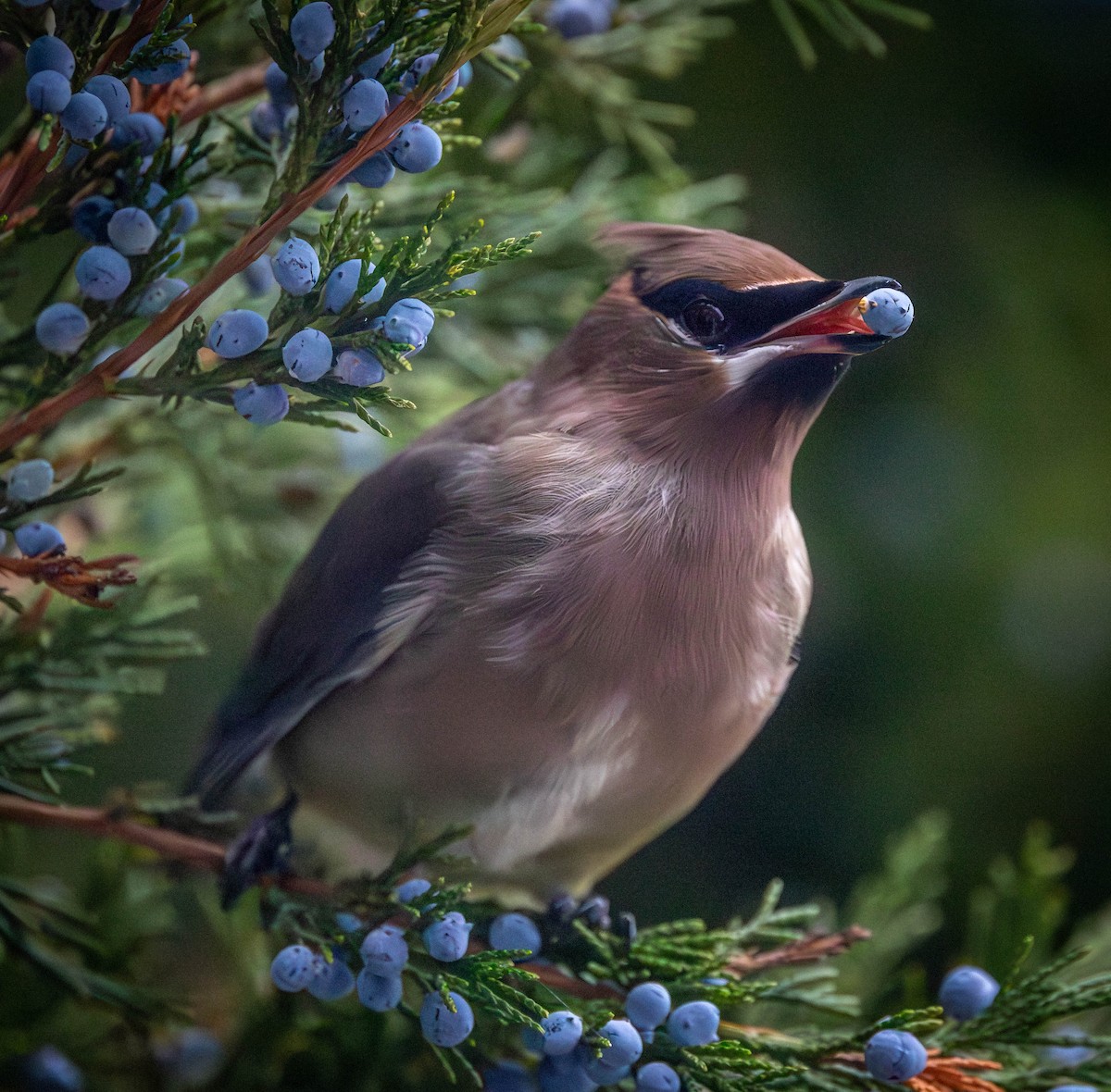 Cedar Waxwing - ML645302081