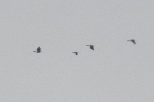 Cackling Goose - ML645302082