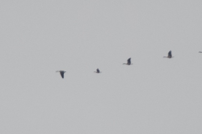 Cackling Goose - ML645302083